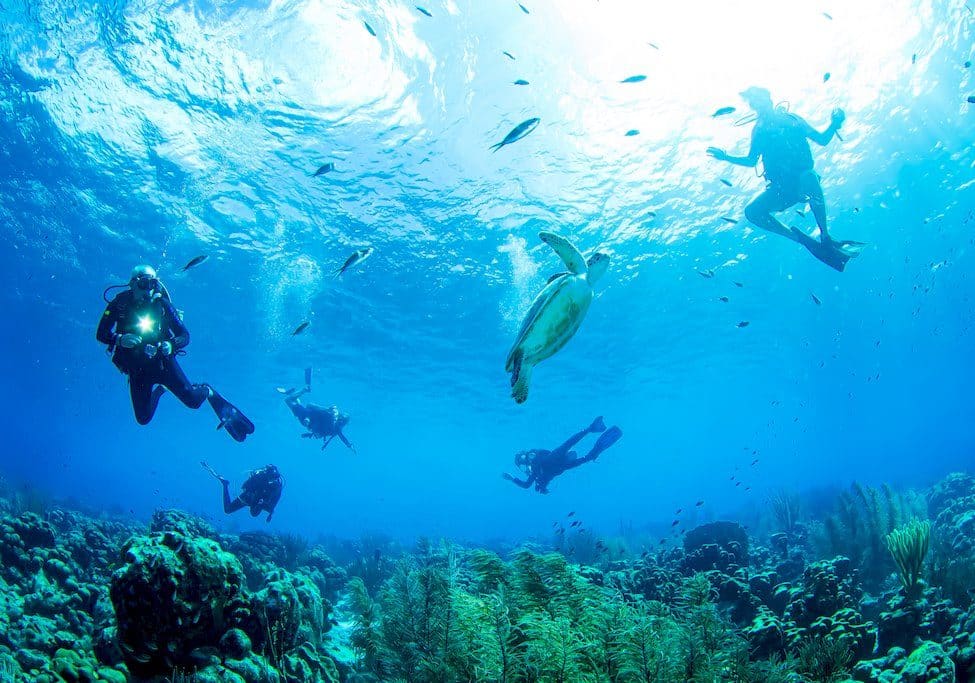 Plonger à Bonaire en 2020 pour aller à la rencontre des tortues