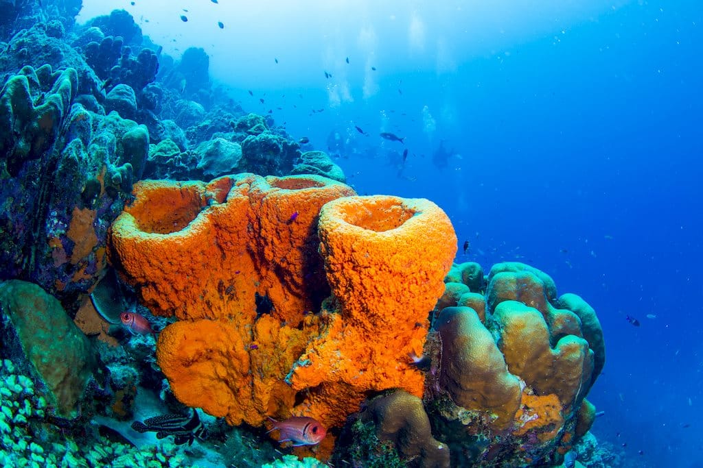 Des coraux oranges avec des plongeurs en fond