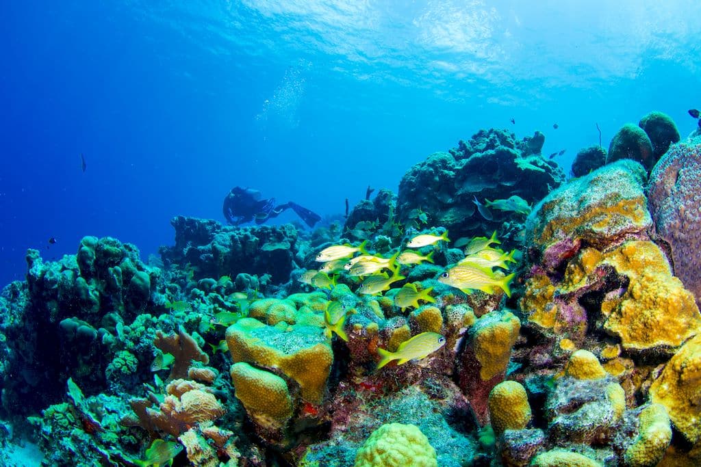 Le récif de corail de Bonaire.