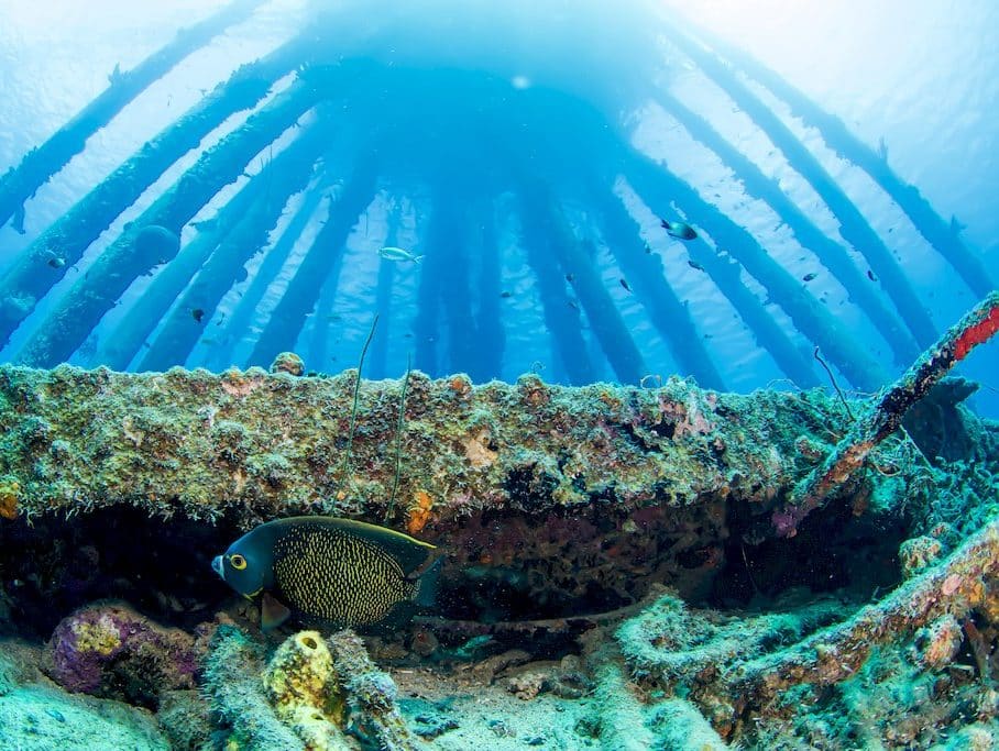 Un poisson ange en dessous des impressionnantes structures de Salt Pier