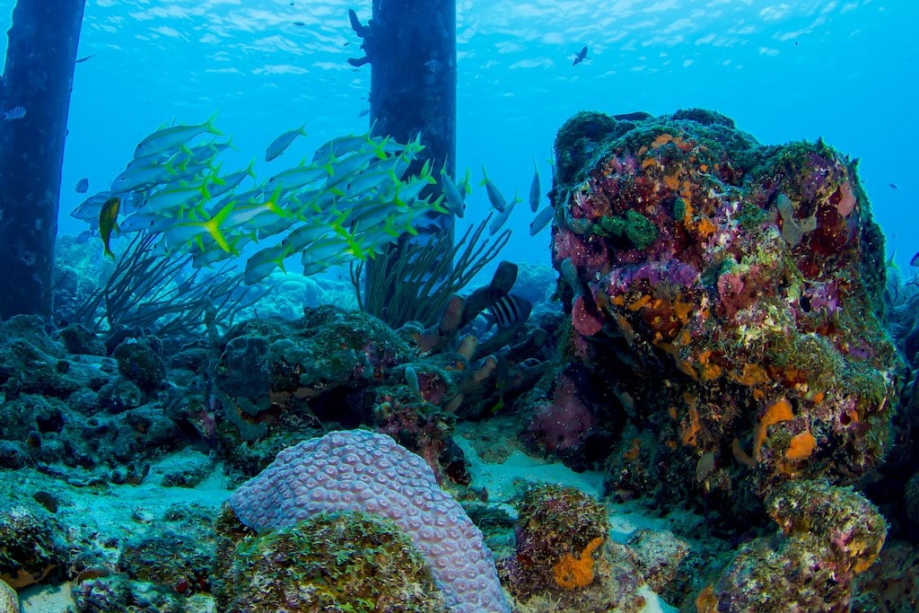 La vie sous-marine que l'on peut rencontrer en alla nt plonger au Salt Pier à Bonaire.