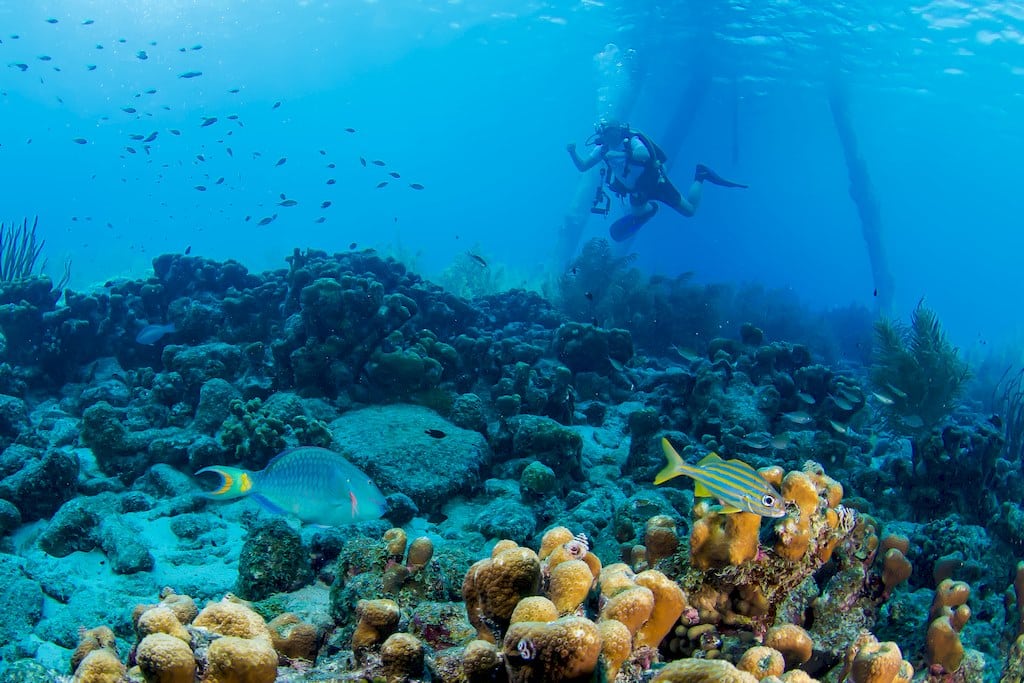 Un plongeur observe des poissons en arrière plan d'une scène avec un poisson perroquet dans les eaux de Bonaire