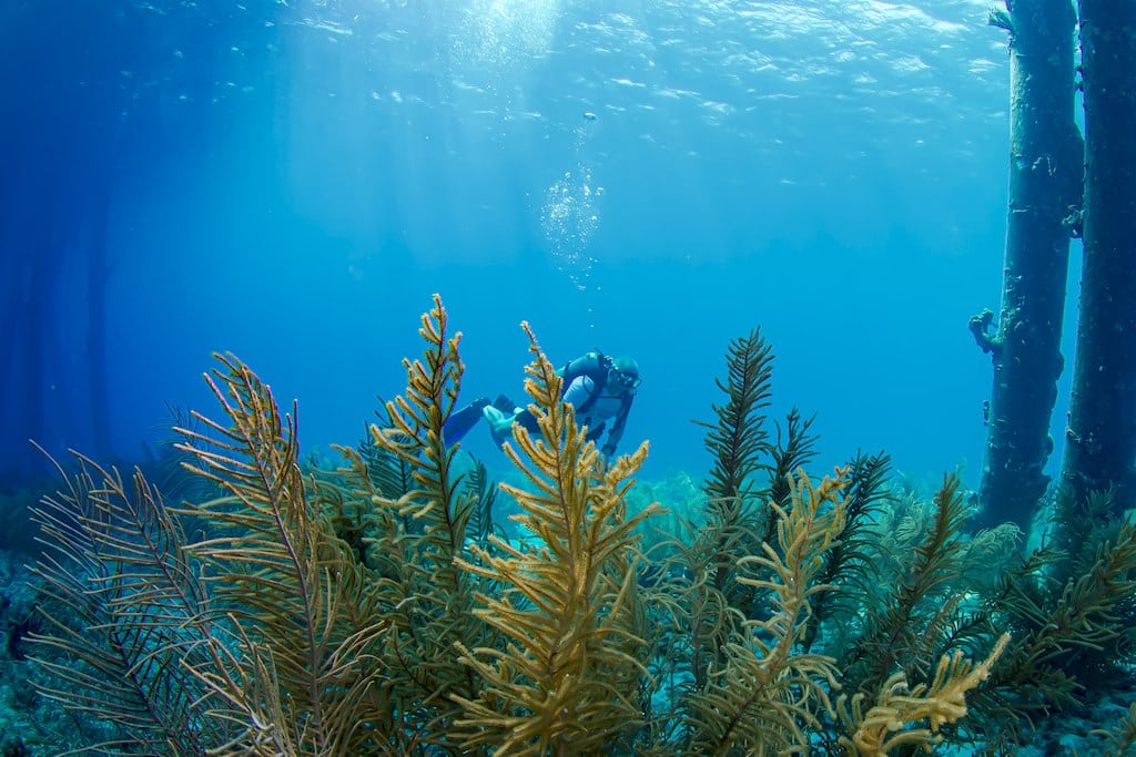 Plonger à Bonaire permet de s'immerger dans des ambiances incroyables comme pour ce plongeur