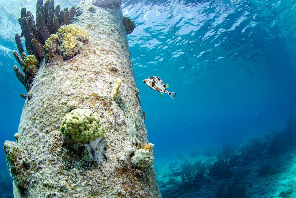 Un petit poisson coffre près d'un pilastre lors d'une plongée à Bonaire.