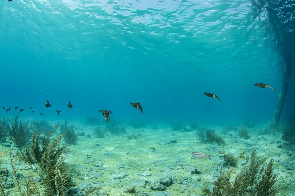 Plonger au Salt Pier à Bonaire permet d'avoir des surprises comme ce banc de seiches.