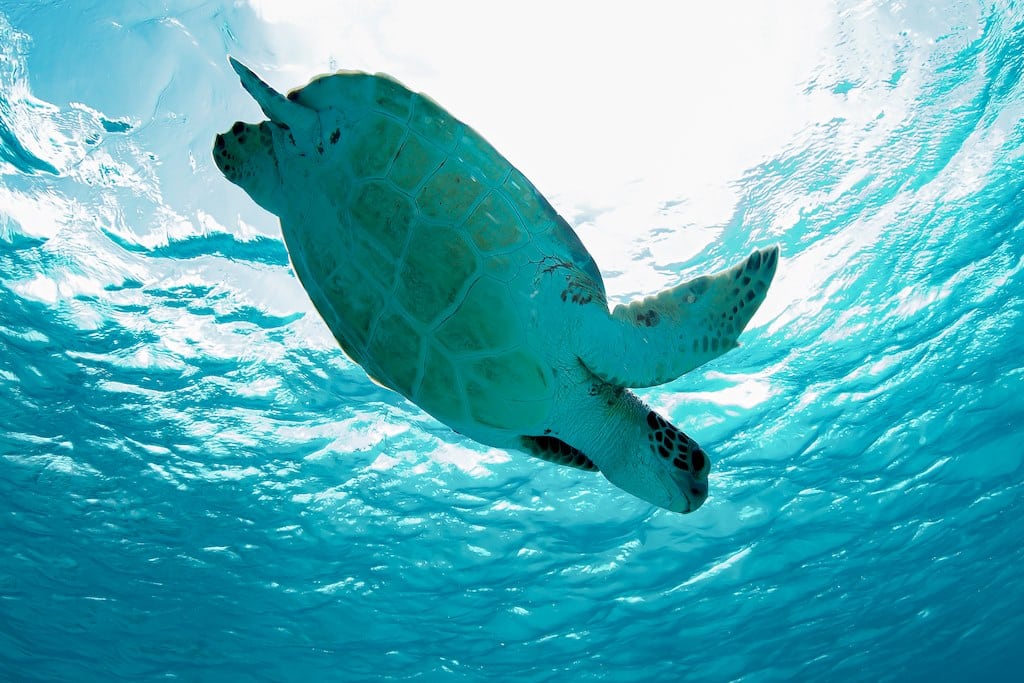 Une tortue s'enfonce dans les eaux claires de Bonaire