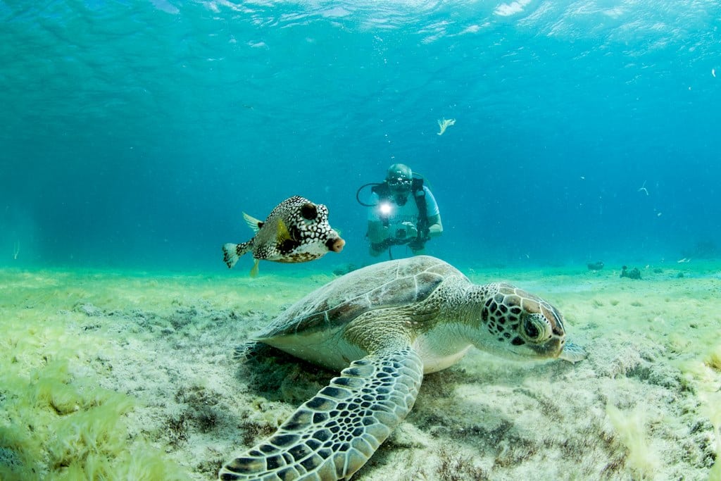 Une tortue et un poisson coffre sont photographiés par un plongeur à Bonaire