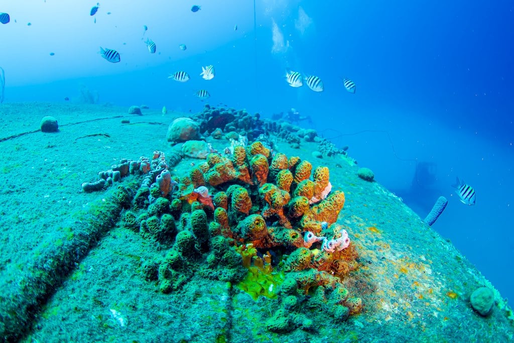 Des coraux et poissons qui colonisent l'épave du Hilma Hooker à Bonaire