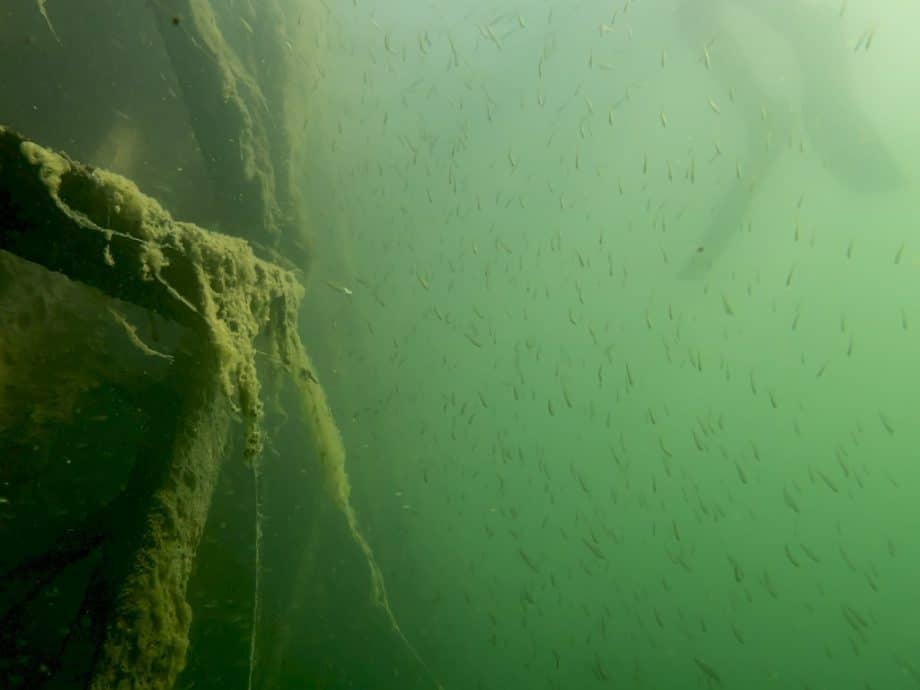 Des myriades de poissons autour de l'ancienne passerelle.