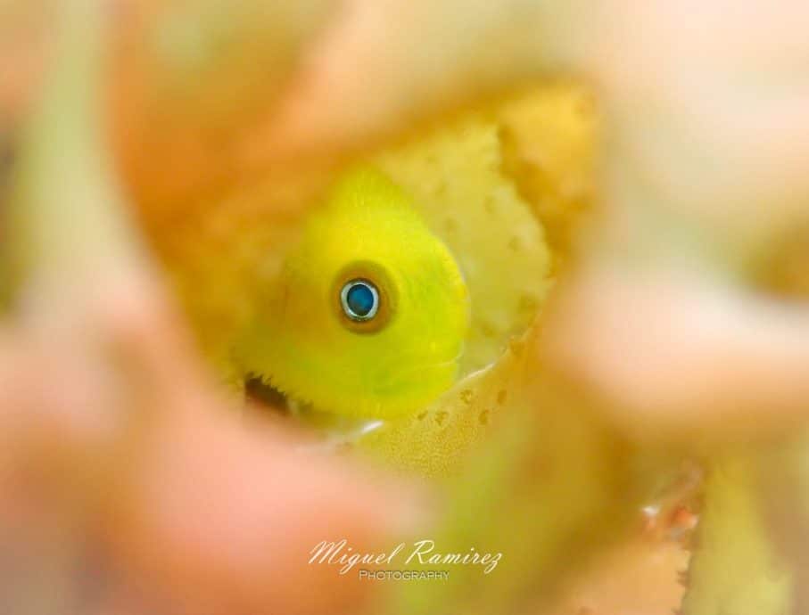 Photo macro d'un gobie jaune poilu.