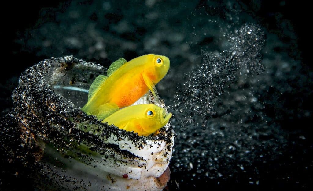 Deux poissons jaunes sur un fond noir photographiés par Miguel Ramirez lors du World Shootout 2020.