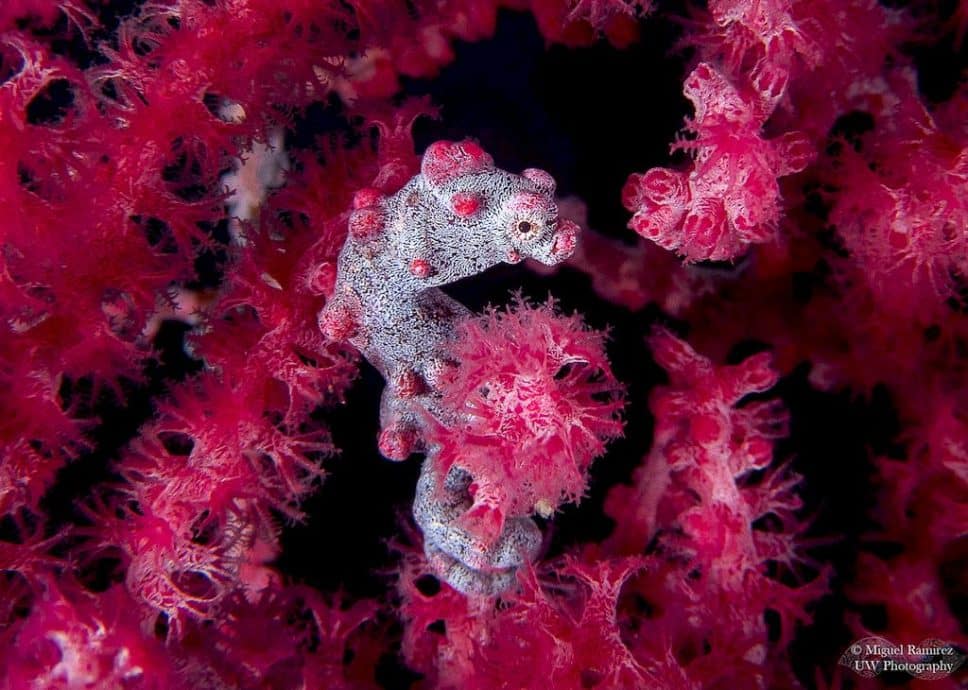 Hyppocampe pygmée avec des polypes en fleurs.