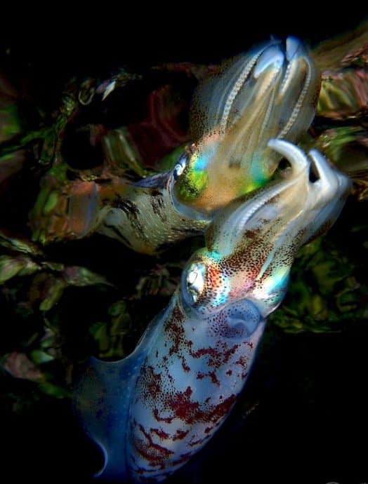 Photo d'une seiche. Cette photo a permis à Miguel Ramirez de remporter le festival de l'image sous-marine de La Réunion en 2018.