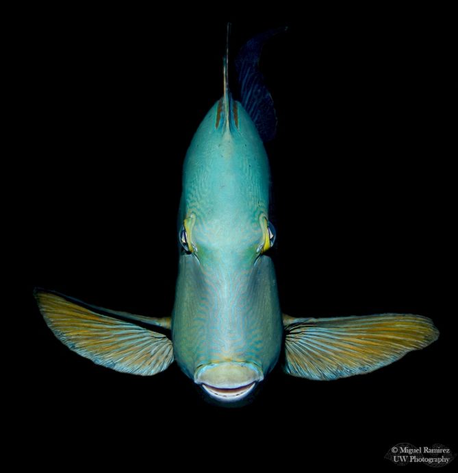 Poisson vu de face lors d'une plongée de nuit dans le lagon de La Réunion.