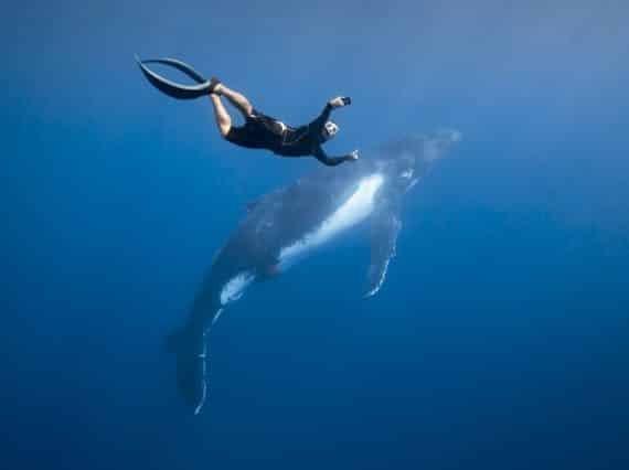 Miguel Ramirez fait un petit selfie pour sa premiere rencontre avec une baleine à la Réunion