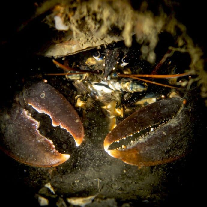 Un homard caché sous des huitres