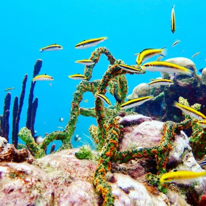 Un banc de petits poissons jaunes dans les eaux de Bonaire