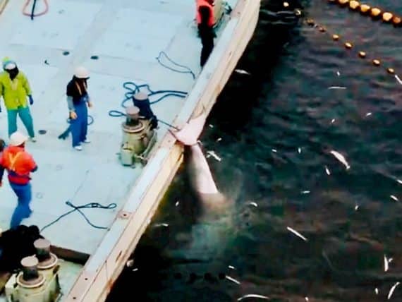 Une baleine tuée à Taiji au Japon et remontée sur un bateau de pêche.