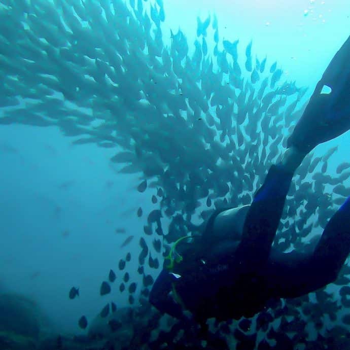 Un banc de poissons avec un plongeur.