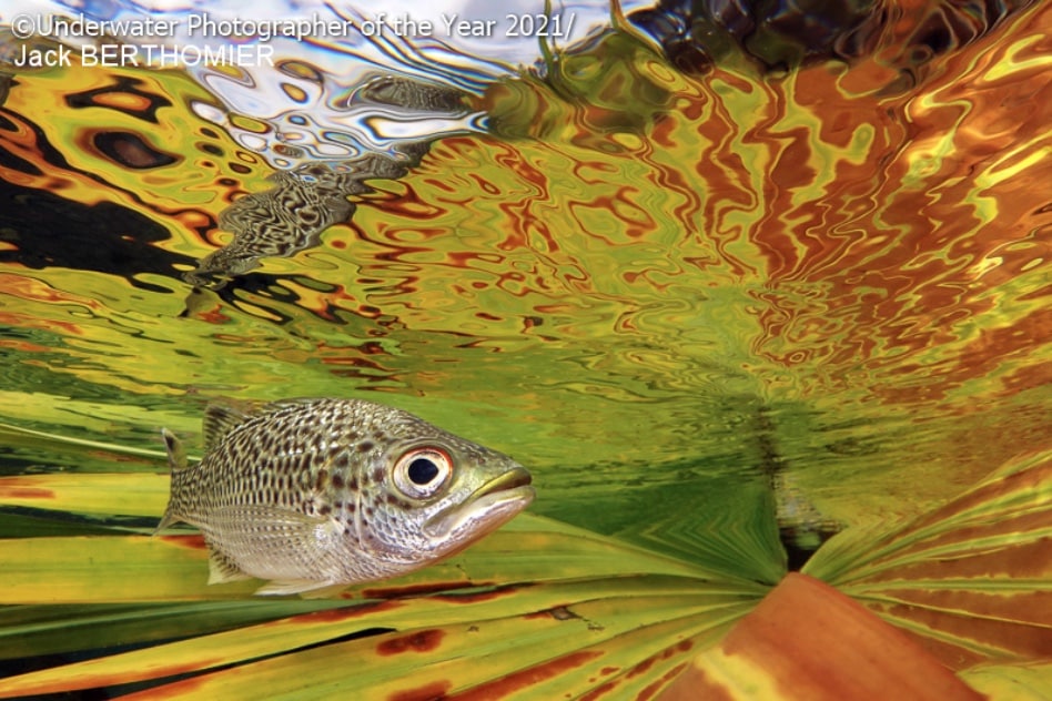 Une carpe dans des algues est le cliché qui remporte le prix de la catégorie compact du concours des plus belles photos sous-marines 2021