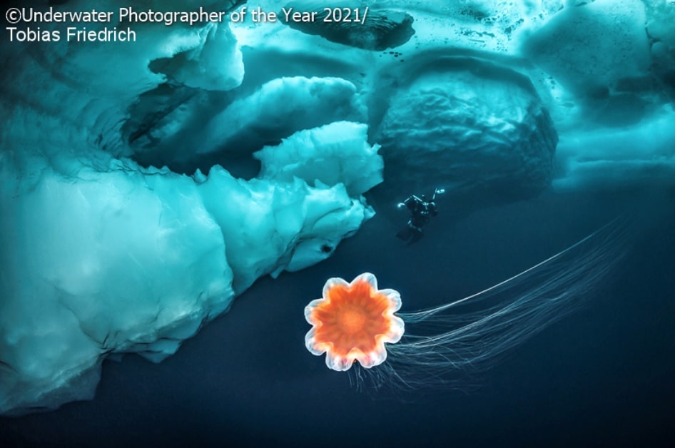 Une photo grand angle de la banquise présentée au concours des plus belles photos sous-marines 2021