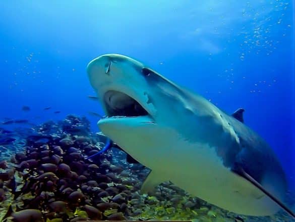 Manger du requin à l'île de La Réunion est l'idée annoncée par le sous-préfet.