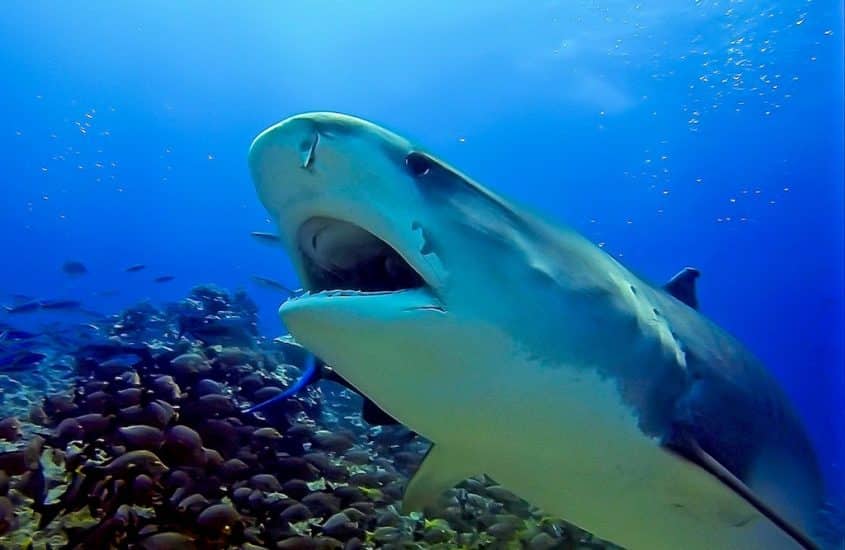 Manger du requin à l'île de La Réunion est l'idée annoncée par le sous-préfet.
