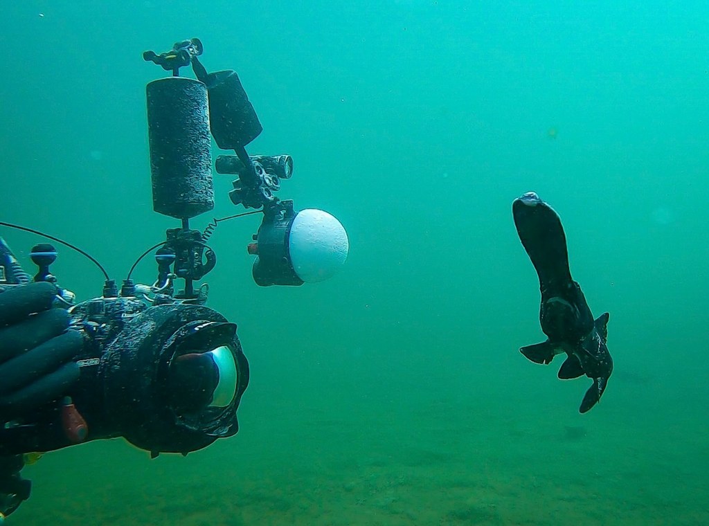 Un polyodon à spatule devant un photographe sous-marin.