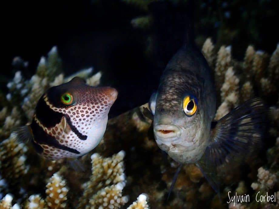 Deux poissons photographiés par Sylvain Corbel.