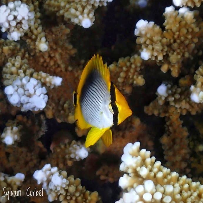 Un joli poisson-papillon près du corail.