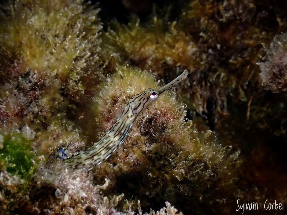 Un syngnathe photographié par Sylvain Corbel.