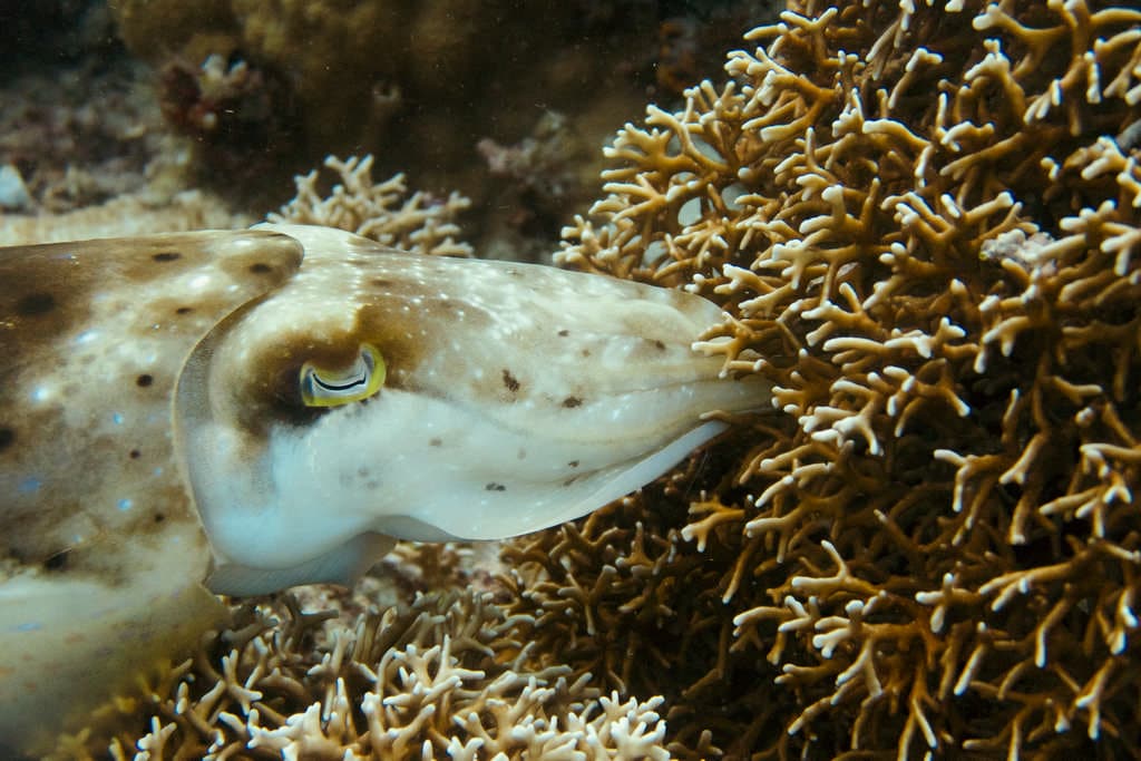 Une seiche occupée à déposer ses oeufs dans du corail de feu à Raja Ampat.