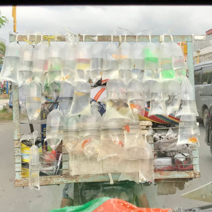 Des poissons enfermés dans des sacs en plastique en Indonésie.