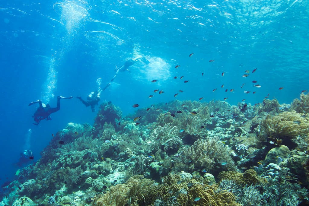 Plongeurs et snorkeleurs se rejoignent sous l'eau en Indonésie.