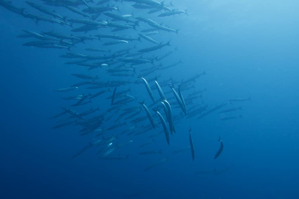 Un banc de barracudas observés en allant plonger à Raja Ampat.