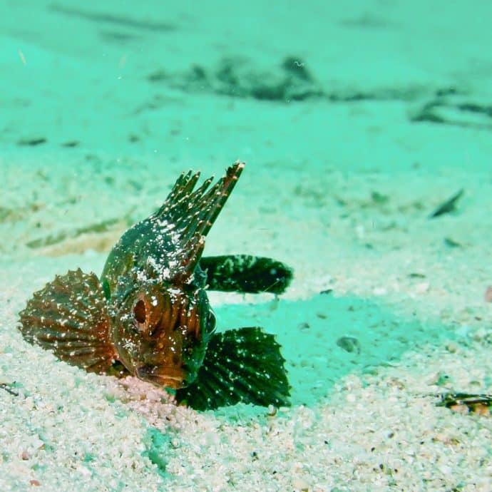 Poisson coloré sur le sable lors d'une plongée à Raja Ampat.