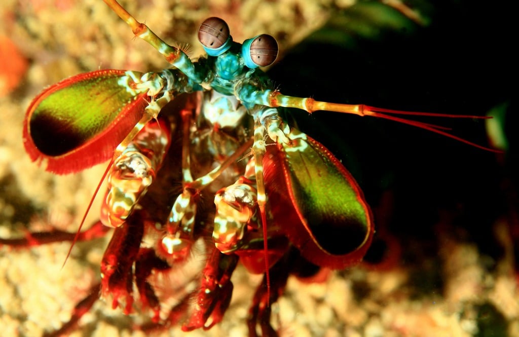 Manta Shrimp à Raja Ampat.