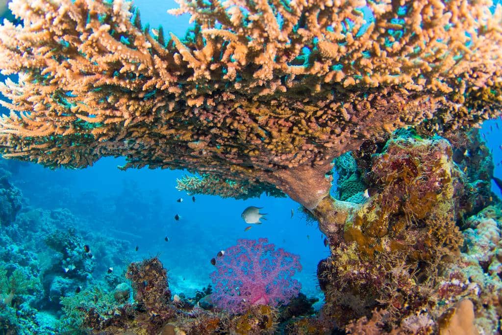 Table de corail de feu en mer rouge en Egypte.