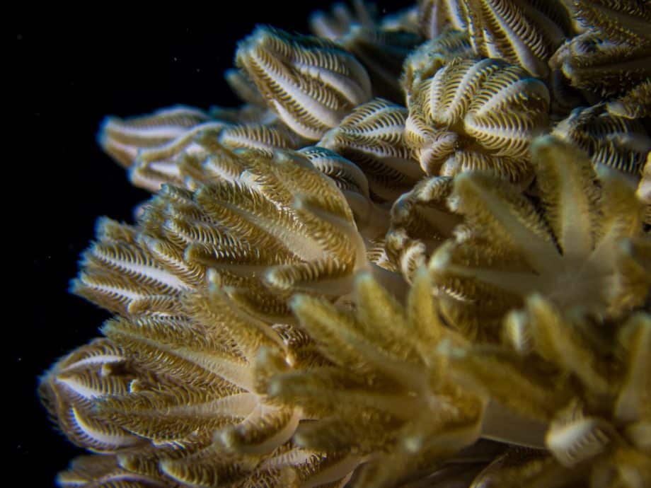 Des coraux mous en Mer Rouge
