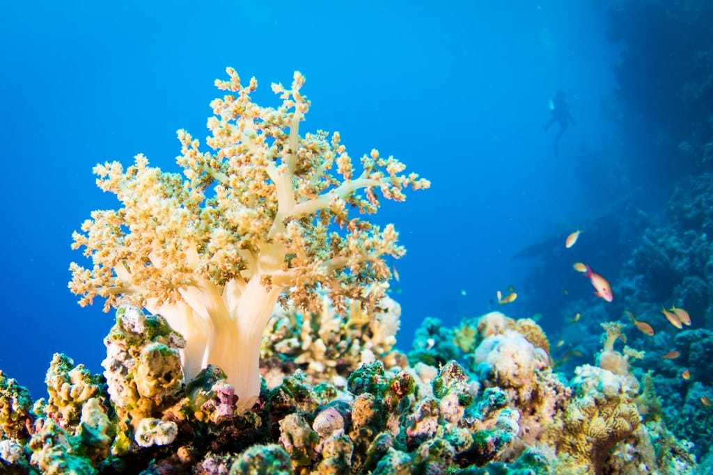 Un plongeur derrière des coraux en Egypte.