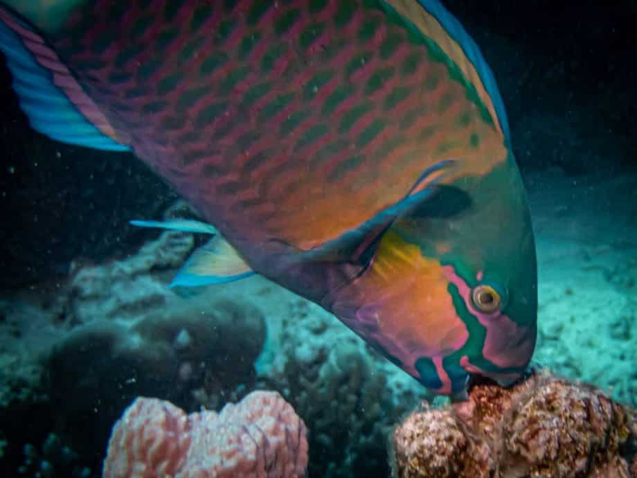 Un poisson perroquet mord un corail en Egypte.
