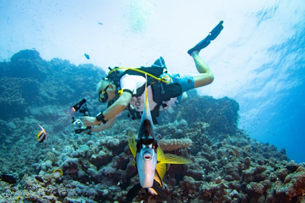 Un zancle prend la pose devant un plongeur sur un des sites reculés de mer rouge.