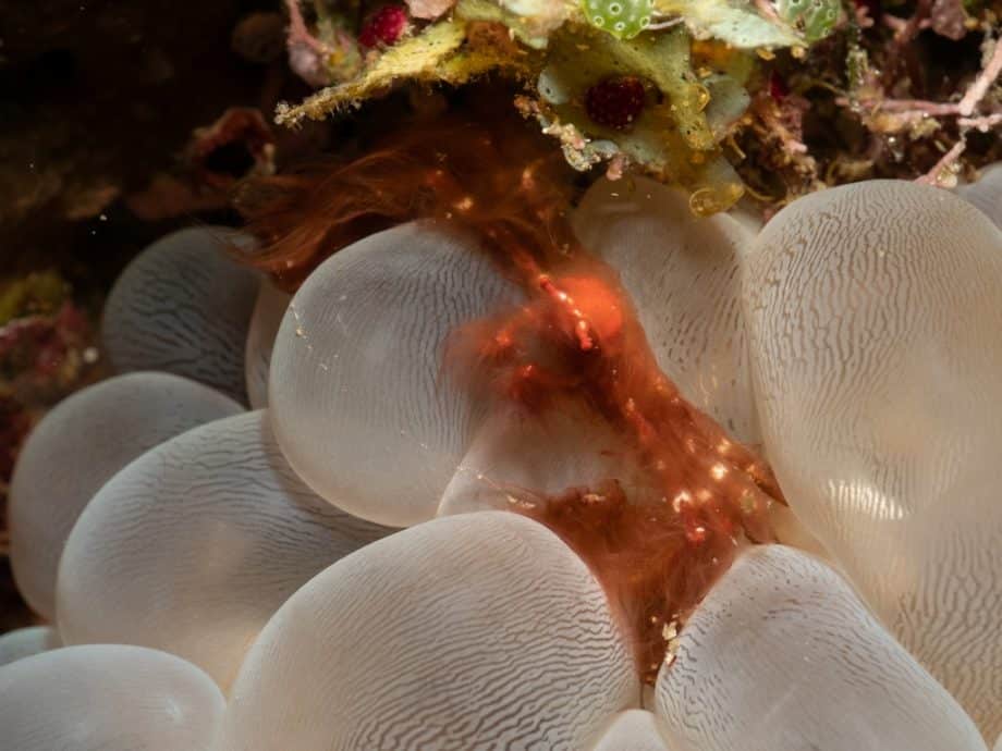 Crabe orang-outan (Achaeus japonicus) dans son corail à bulles (Plerogyra sinuosa).