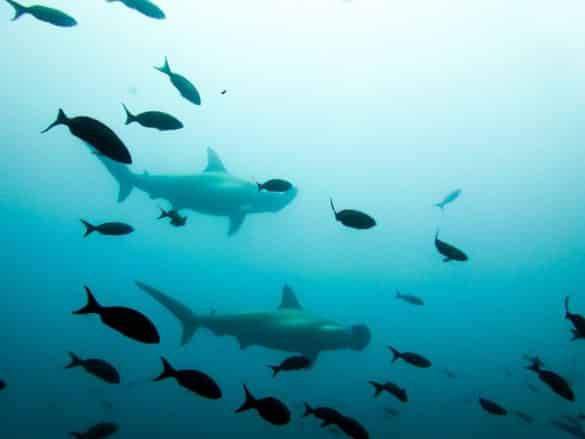 La création d'une grande aire marine protégée en Equateur permettra de protéger ces requins marteaux.
