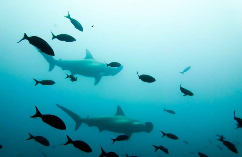 La création d'une grande aire marine protégée en Equateur permettra de protéger ces requins marteaux.