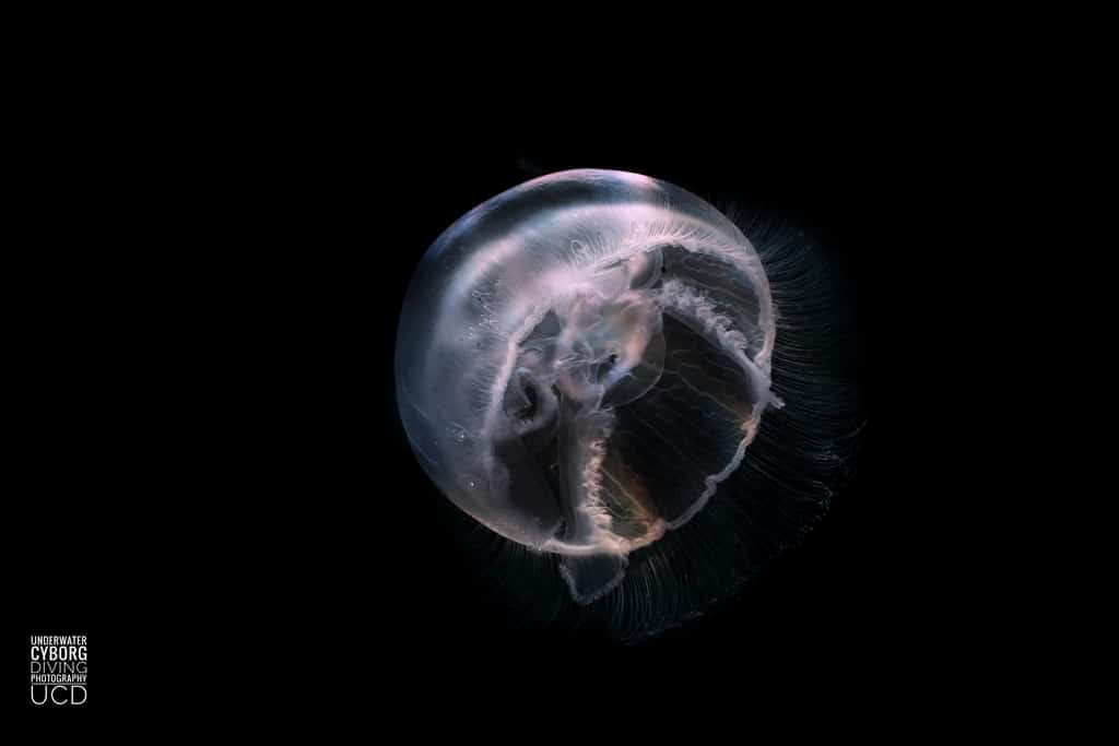 Une méduse prise en photo en Zélande.