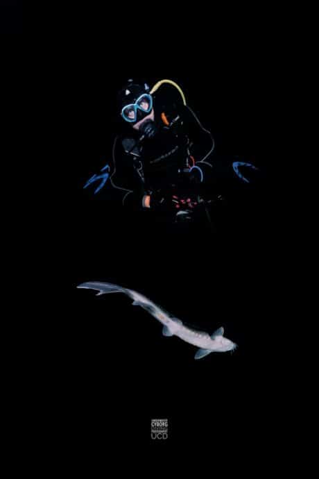 Un plongeur et un esturgeon pris en photo par Ibra Rezigui photographe