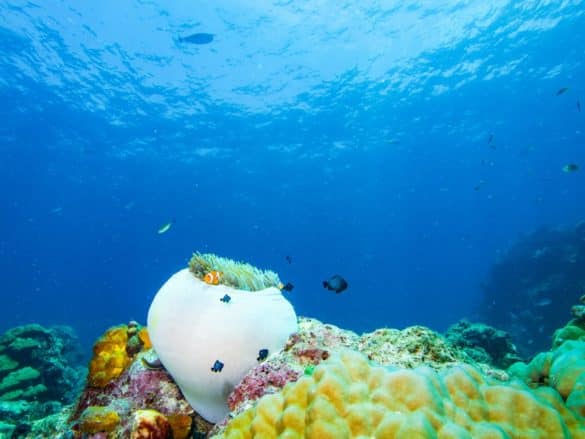 Dans my dive list des choses à faire avant de mourir, beaucoup de destinations de plongée comme aller voir cette jolie anémone dans les eaux indonésiennes.