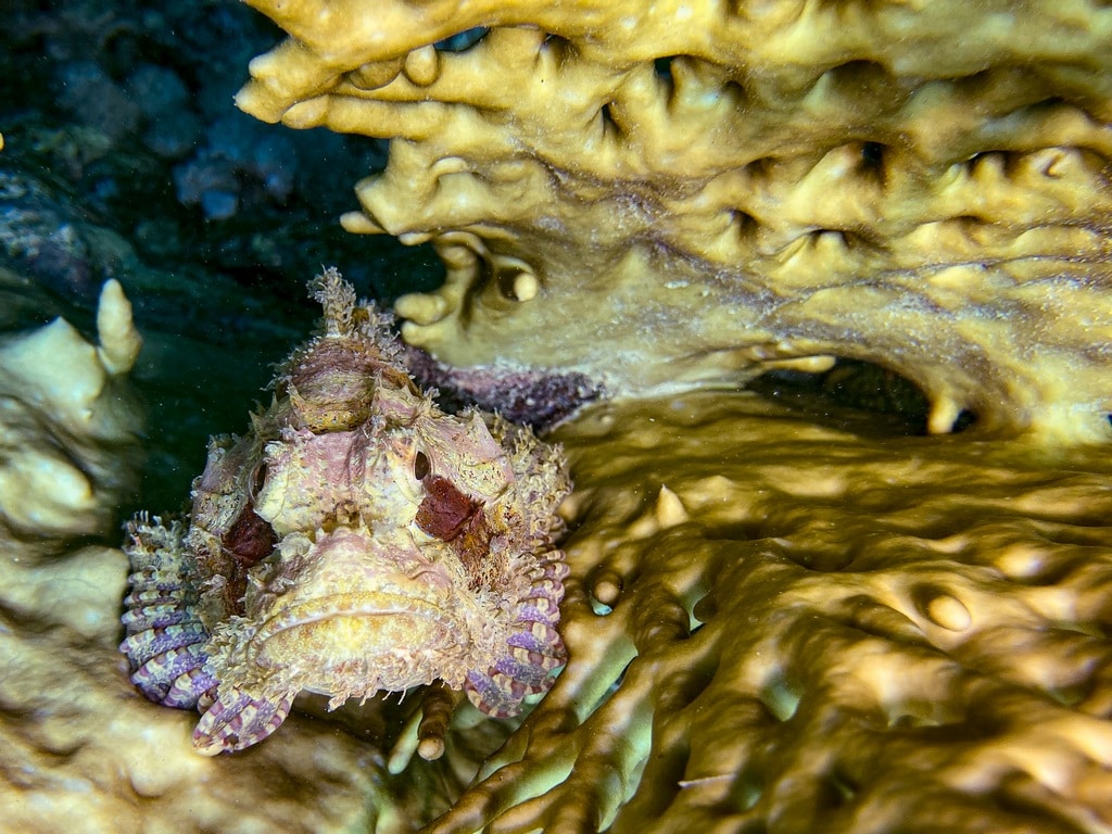Photo rapprochée d'un petit poisson pierre dans un corail de feu en Egypte.