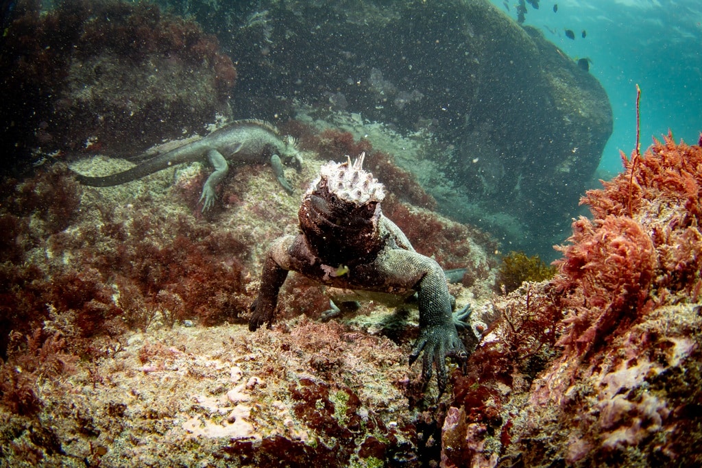 Un iguane marin regarde l'objectif.